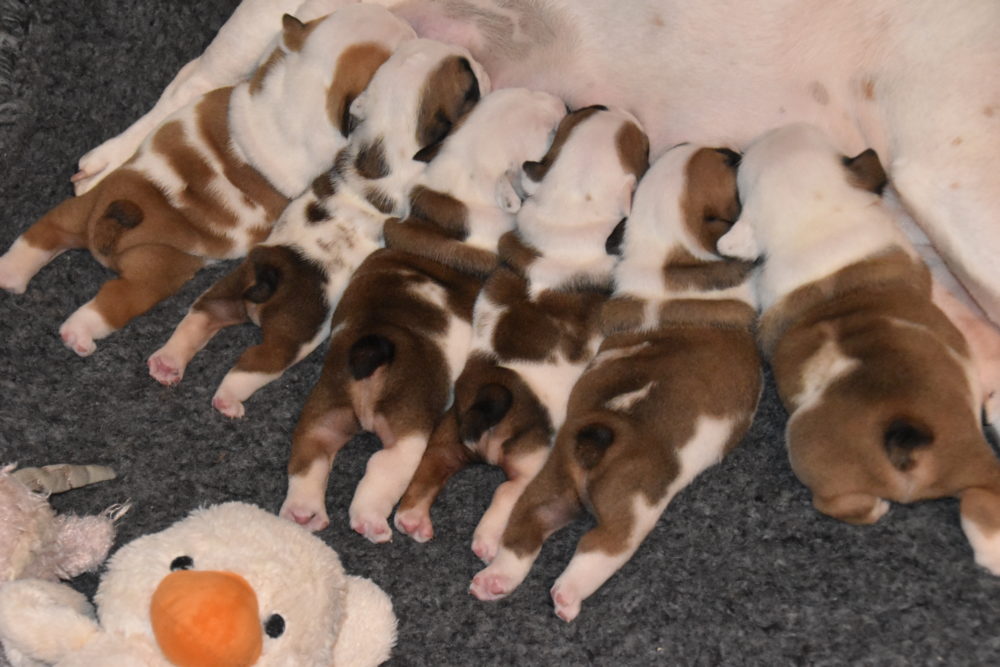 Läs mer om artikeln 06. Puppies born 13th of March 2020