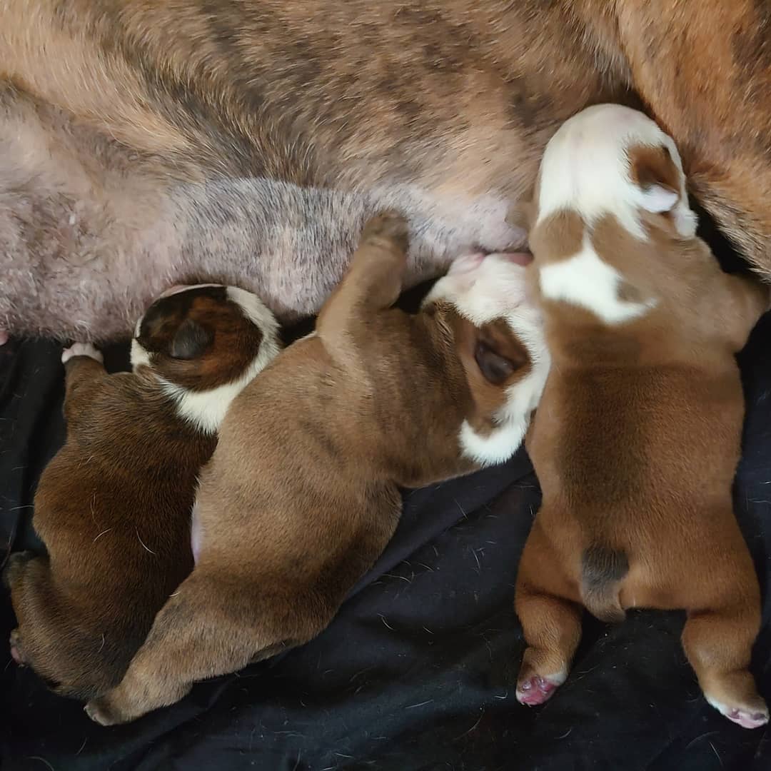 Läs mer om artikeln 05. Puppies born 22nd of August 2019